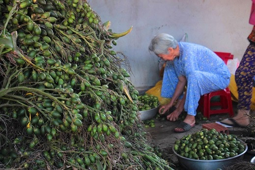 Điều lạ lùng là thương lái Trung Quốc chỉ mua cau non, cau già quả đã có hạt to thì họ không mua. Thậm chí thương lái Trung Quốc còn đặt cọc tiền trước. Ảnh: Dân Việt.