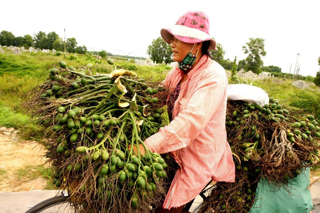 Tình trạng mua tận thu cau non xét về trước mắt thì nhà vườn có lợi nhưng về lâu dài sẽ xảy ra tình trạng khan hiếm. Hơn nữa, không loại trừ chuyện thương lái Trung Quốc sẽ đột ngột dừng mua như nhiều loại nông sản khác. Ảnh: Zing