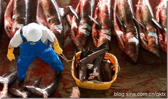 Hầu hết vây cá mập sản xuất ở Kesennuma bán sang Thượng Hải cho giới thượng lưu.