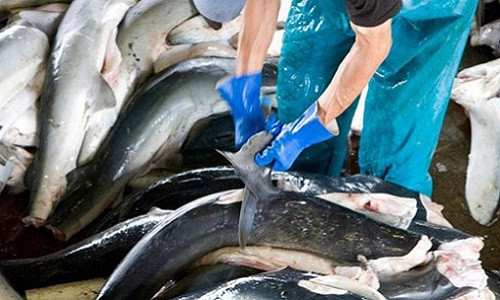 Khoảng 8 giờ sáng, tất cả cá mập đã mổ được xếp thành hàng gọn gàng để tiện cho việc cắt vây.