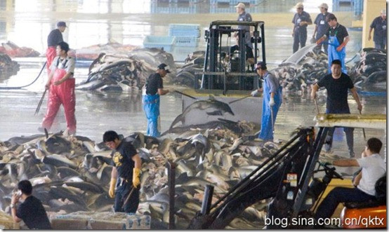 Sau khi mổ, cá mập được xối nước rửa sạch máu.