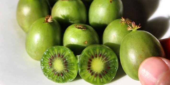 Nhiều người sành ăn cho biết, lúc đầu khi ăn kiwi tí hon sẽ có cảm giác vị chua dịu thoảng chút ngọt ngào, không khác kiwi bình thường. Ảnh: Delish.