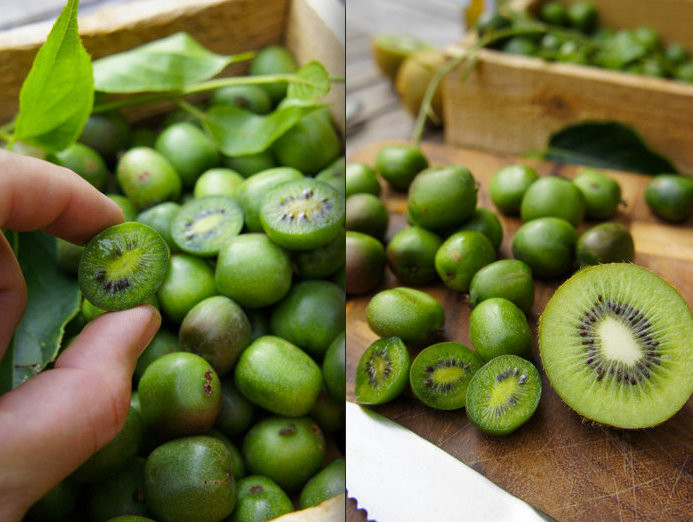 Khi ăn, loại kiwi này có mùi thơm dịu đặc biệt, kết hợp giữa dâu, dứa và quýt, vị ngọt nhẹ. Ảnh: Đời sống Plus/GĐVN.