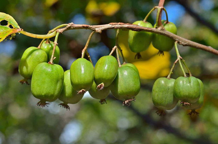 Không có lông bề ngoài xù xì, thay vào đó là lớp vỏ trơn bóng, vì vậy kiwi tí hon có thể ăn cả vỏ. Ảnh: Health Benefits Times.