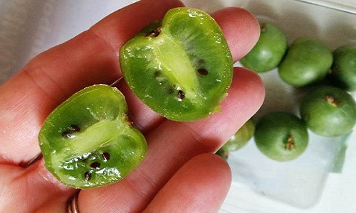 Kiwi tí hon (hay kiwi berry) là trái cây nhập khẩu từ Pháp, New Zealand. Ảnh: Twoatsea.