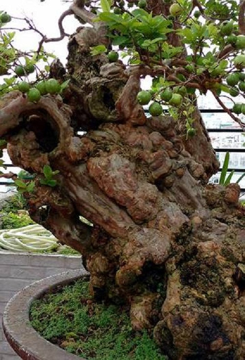 Trên các cành nhỏ lá vẫn xanh tốt và có thêm hàng chục quả ổi xanh, ương, vàng, chín trông thích mắt. Ảnh: Dân Việt.