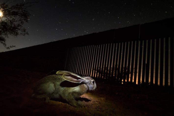 Thỏ hoang kiếm ăn vào ban đêm gần bức tường biên giới giữa Mỹ và Mexico. (Nguồn Guardian)