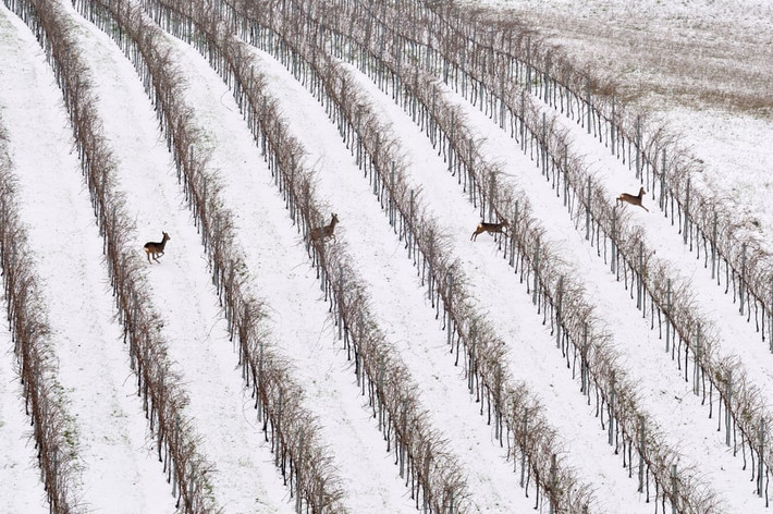 Đàn hươu đỏ chạy trên cánh đồng nho ở Piemonte, Italia. (Nguồn Guardian)