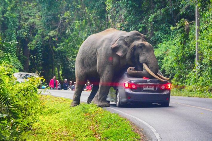 Voi hoang dã chặn ô tô của người đi đường trong vườn quốc gia Khao Yai ở Nakhon Ratchasima, Thái Lan. (Nguồn Guardian)