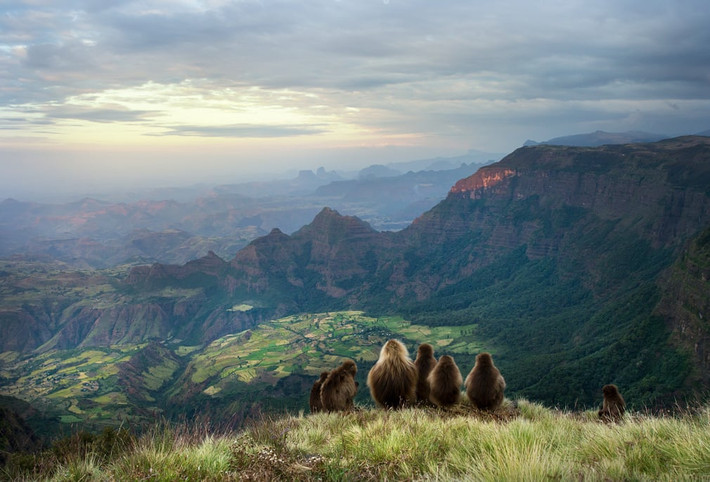 Đàn khỉ ngổi ngắm mặt trời lặn trên núi Simien, Ethiopia. (Nguồn Guardian)