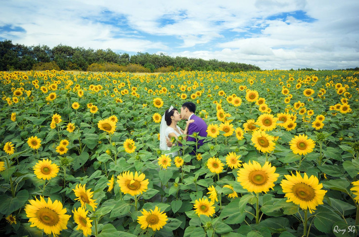 Ngoại thành Hà Nội cũng có một vườn hoa hướng dương được các bạn trẻ thường xuyên lui tới, thuộc xã Tàm Xá - Đông Anh, nằm ngay gần cầu Nhật Tân. Ảnh: Quy SG.
