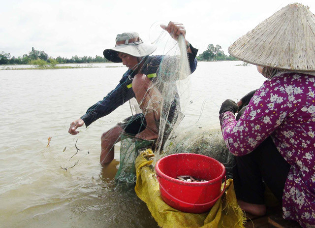 Anh Phạm Văn Tùng (ngụ ấp Phú Quý, xã Phú Lộc) có gần 10 năm làm nghề đánh bắt thủy sản trong mùa nước lũ cho biết, nước mới bắt đầu về khoảng 1 tuần qua. Theo đó, mỗi ngày từ 4 giờ sáng đến 12 giờ trưa, vợ chồng anh rong ruổi cùng chiếc xuồng nhỏ bơi vào các cánh đồng để giăng lưới.