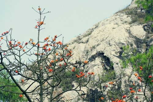 Ngoài chùa Hương, Chùa Trầm cũng là một địa điểm được nhiều người biết tới với những cây hoa gạo rực rỡ.