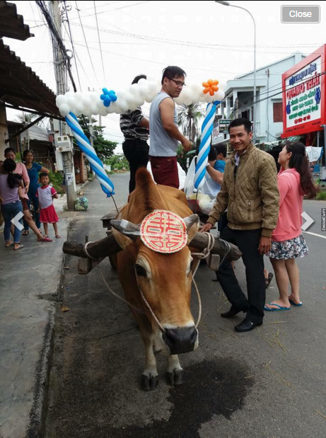 Chiếc xe bò được trang bằng bóng bay rực rỡ. Ảnh: FB NguyenHuuHoang.