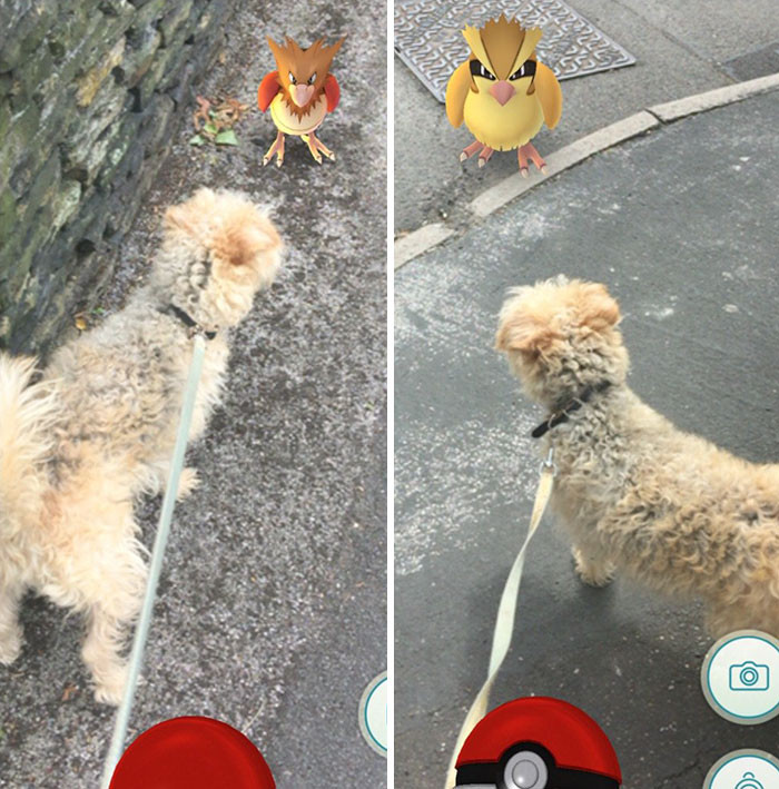 Thành viên có nickname Junchimun chia sẻ trên trang cá nhân của mình khi dẫn thú cưng đi săn Pokemon rằng: "Chú chó đúng là những thợ săn Pokemon đích thực, chúng dẫn tôi đến nơi có Pokemon và tôi chỉ cần ấn nút là đã thu phục linh thú này".