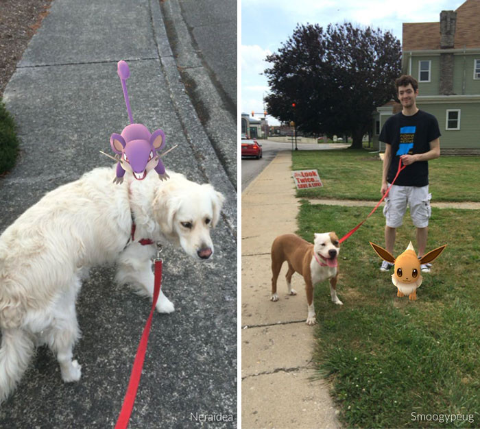 Các bạn trẻ còn chụp ảnh lại những lần dẫn thú cưng đi săn Pokemon.