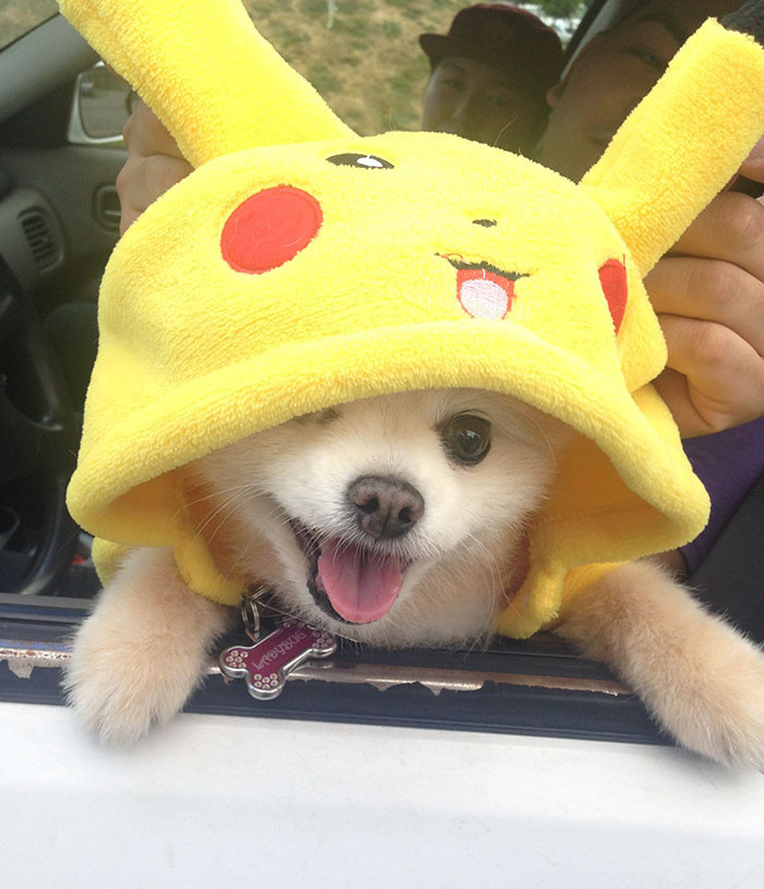 Mới đây, nhiều bạn trẻ không ngừng khoe ảnh dắt thú cưng đi săn Pokemon dễ thương.
