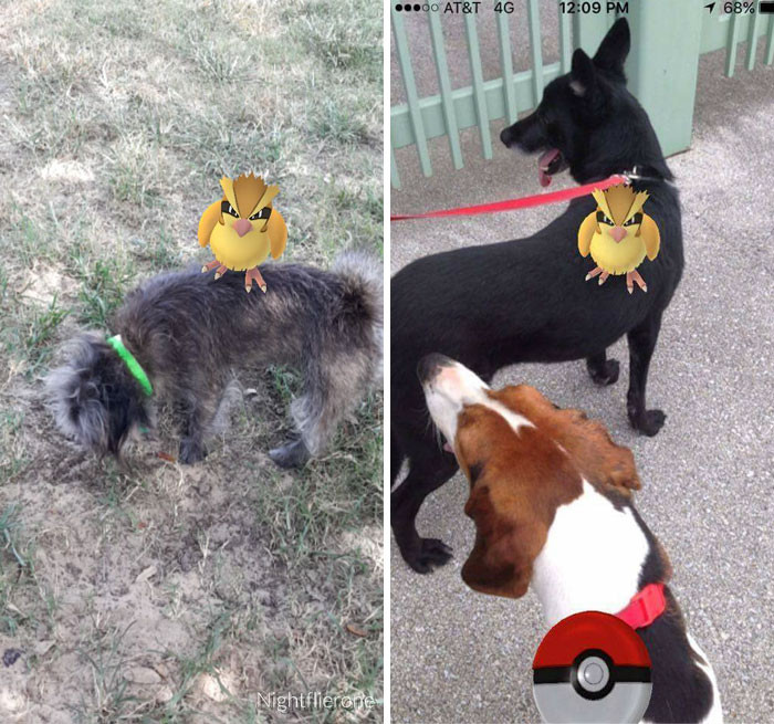 Trợ thủ đắc lực của các game thủ săn Pokemon giờ không phải là những chiếc smartphone mà chính là những chú chó vừa thông minh vừa dễ thương.