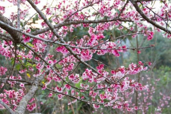 Trong tháng 3, nếu chưa có điều kiện đi Đà Lạt ngắm hoa anh đào thì các bạn trẻ có thể chọn Mường Phăng để thay thế. Tại đây những bông hoa anh đào thuộc giống Edohigan Sakura của đào Kyushu sẽ khiến bạn phải mải miết ngắm nhìn và cám dỗ bạn bằng sắc hương của mình.