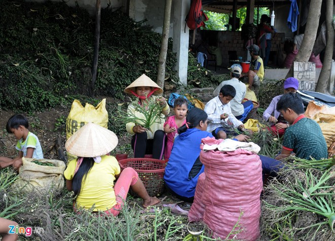 Người lớn, trẻ em hái cau bán cho thương lái tại lò hấp sơ chế. "Sau khi thu mua trái tươi về, chúng tôi luộc, hấp sơ chế thành cau khô rồi xuất khẩu sang Trung Quốc", bà Yến nói. Theo tìm hiểu, thương lái nhập cau để sản xuất kẹo bán đi các nước có khí hậu lạnh.