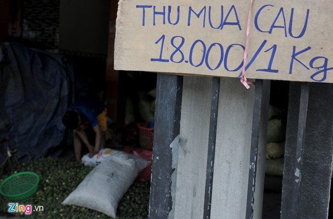 Một cơ sở thu mua cau 18.000 đồng/kg ở xã Sơn Dung, huyện vùng cao Sơn Tây. Chủ cơ sở Nguyễn Thị Kim Yến, cho hay mỗi ngày thu mua khoảng 10 tấn cau trái. Lo sợ bị trộm, người dân đã hái cả trái già, trái cau non gây ảnh hưởng chất lượng sản phẩm cau sơ chế xuất khẩu. Một số loại cau non do trái quá nhỏ, người lao động phải tốn công sức loại bỏ bớt.