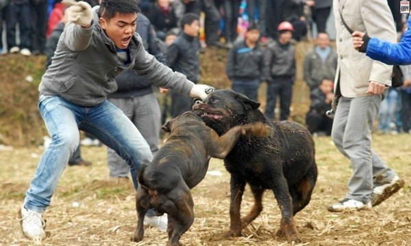 Nhiều bạn trẻ đã dày công huấn luyện những chú khuyển của mình thành những chú chó chiến. Họ dạy chúng cách cắn xé rất hăng máu, còn những người chủ thì đứng ngoài ngã giá cho những cuộc chơi đầy kinh dị và máu me này.
