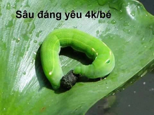 Mạng xã hội đang sốt với bộ sưu tập thú cưng mà thành viên đã đăng tải để thanh lí được cộng đồng những người mến mộ động vật cực kì yêu thích và tranh giành nhau để mua.