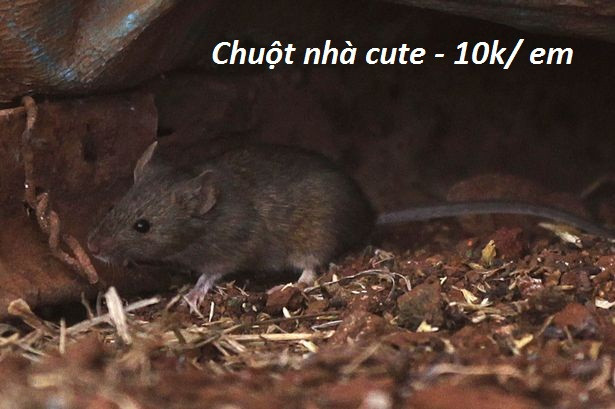 Mặc dù bị nhiều người ghét vì hay ăn vụng, thế nhưng loại chụt vẫn mang đến sự dễ thương của mình. Những tiếng kêu chít chít của chúng khiến những người chủ cảm thấy vô cùng vui tai.