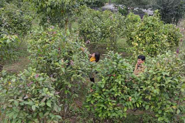 Hằng ngày, nhất là những ngày nghỉ, các đồi trà hút đông khách đến tham quan.