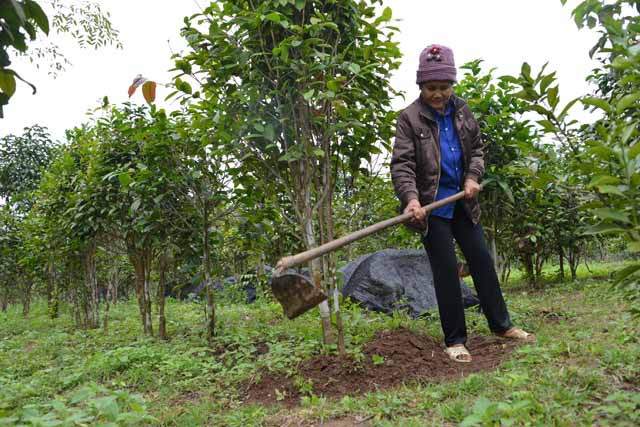 Đồi trà được các thành viên trong gia đình anh Ninh Văn Thắng chăm sóc rất cẩn thận.