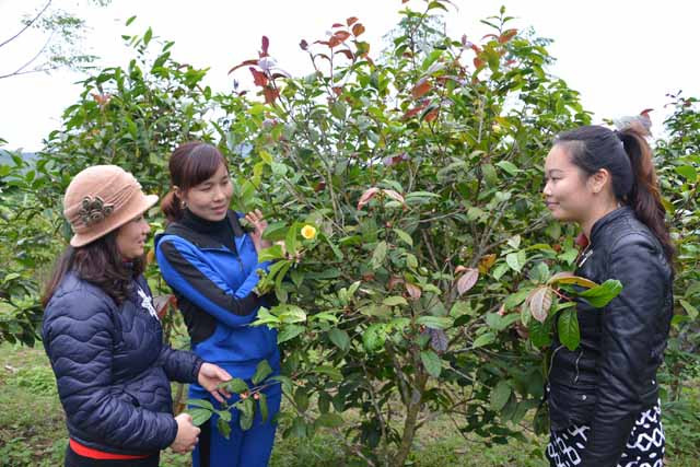 Hiện nay trên thị trường, hoa trà tươi có giá khoảng 1 triệu đồng/kg, phơi khô từ 14-15 triệu đồng/kg. Với gần 1ha đã cho thu hoạch, gia đình anh Thắng thu nhập hàng trăm triệu đồng mỗi năm.