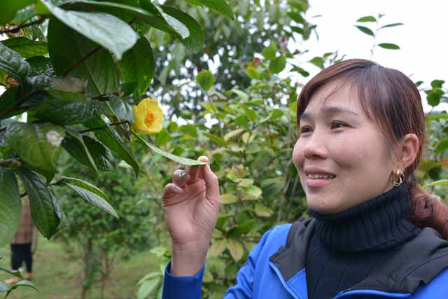 Lá trà mang lại nhiều lợi ích cho sức khỏe, trong đó có tác dụng điều hòa lượng đường trong máu, giúp cải thiện tình trạng bệnh đái tháo đường…