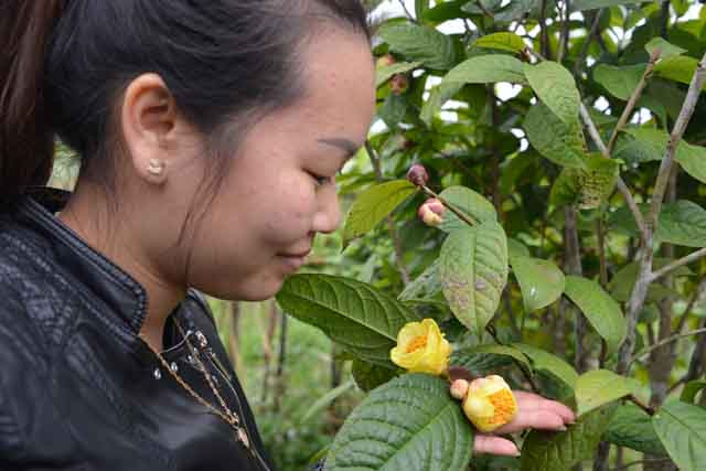 Cây trà hoa vàng đã được các nhà khoa học chứng minh có khả năng kiềm chế được sự sinh trưởng của khối u, giảm cholesterol trong máu, chữa xơ cứng động mạch do lượng mỡ trong máu cao, giúp hạ đường trong huyết áp.