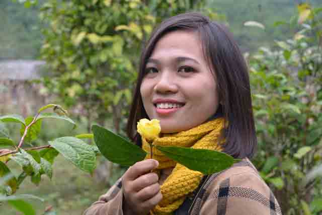Theo “Camellia International Journaln - tạp chí chuyên nghiên cứu về trà hoa vàng của thế giới thì các hợp chất của trà hoa vàng có khả năng kiềm chế sự sinh trưởng của các khối u đến 33,8%; giúp giảm đến 35% hàm lượng cholesterol trong máu.