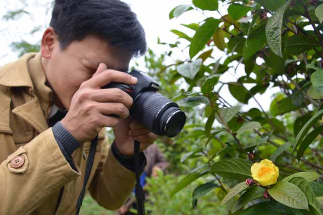 Nhận thấy giá trị của cây trà hoa vàng, người dân trong huyện Ba Chẽ đã biết sử dụng sản phẩm của cây này trong cuộc sống hằng ngày để tăng cường sức khoẻ.