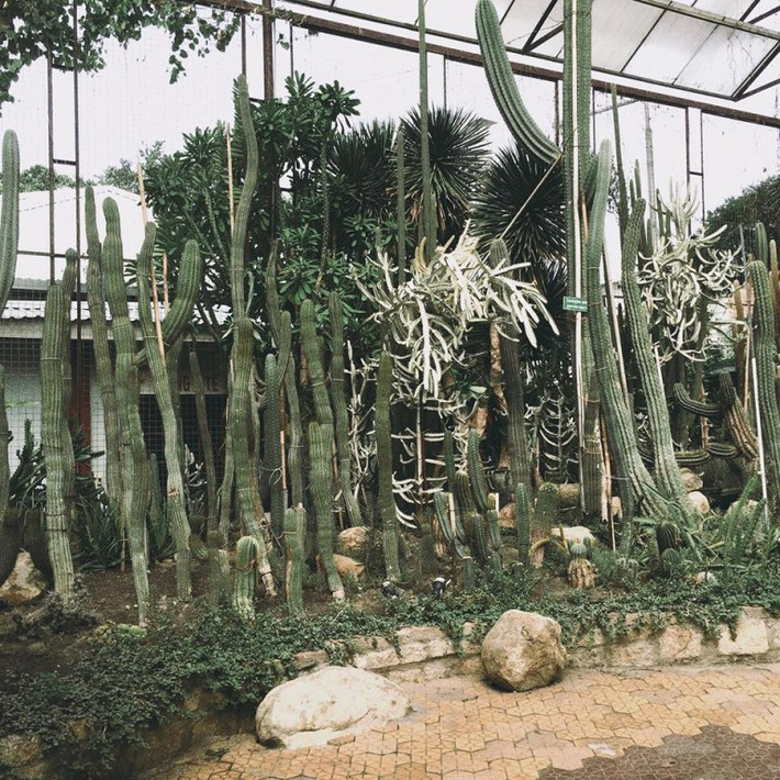 Vườn xương rồng Sài Gòn không chỉ có trong những chậu cây bé mà còn có cả những cây to và tròn dưới mặt đất hay những cây còn cao hơn cả đầu người.