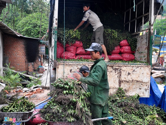 Xe tải thu gom cau từ các bản làng huyện vùng cao Sơn Tây đưa về lò hấp sơ chế.