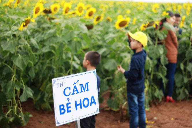 Mặc dù BTC lễ hội đã dành lối riêng cho khách tham quan chụp ảnh, nhưng nhiều người vẫn cố ý đi vào giữa những luống hoa khiến cho nhiều cánh bị rơi rụng và héo úa. Ảnh: VNN.