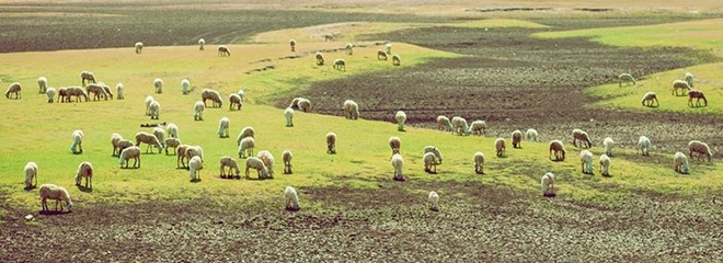 Cách trung tâm thành phố Phan Rang khoảng 16 km theo hướng Tây Bắc là đồng cừu An Hòa. Với số lượng đàn rất lớn từ vài trăm cho đến cả ngàn con, đây là điểm đến giúp trải nghiệm cuộc sống của “người dân du mục”.