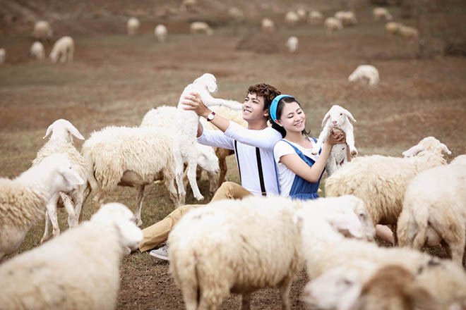 Rất nhiều cặp đôi đến đây để chụp hình cưới để lại những tấm hình đẹp nhất bên đàn cừu trắng.