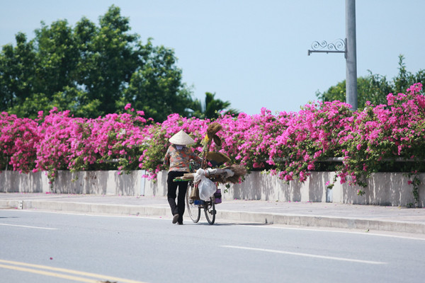 Những hàng hoa giấy được trồng hai bên thành cầu Bắc Hưng Hải khiến cây cầu nối giữa Hà Nội và Hưng Yên trở nên vô cùng sinh động và sắc màu trong cái nắng của tháng 12. Ảnh: Cafef.vn