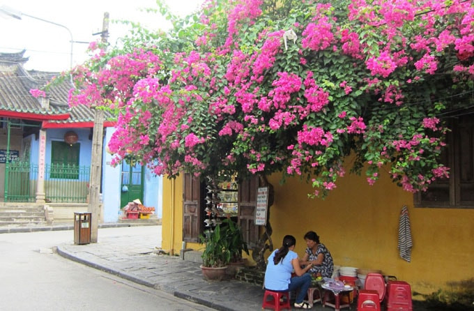 Ngoài Nha Trang thì giới trẻ còn biết tới phố cổ Hội An, nơi có những mái nhà sở hữu những cây hoa giấy vô cùng đẹp và sặc sỡ. Ảnh: Dulichhoian.