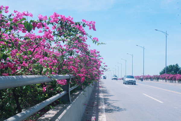 Còn với những bạn trẻ ở miền Bắc, cũng không phải buồn bởi ngay gần các bạn cũng có một con đường hoa giấy vô cùng đẹp mắt đó là ở cầu Bắc Hưng Hải ngay sát khu đô thị xanh Ecopark. Ảnh: Cafef.vn
