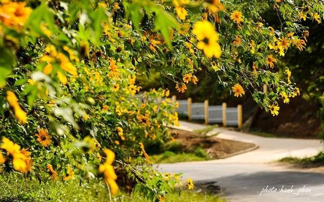 Hoa dã quỳ thường mọc nhiều ở khu vực đồi 700, các bạn trẻ khi mua vé vào khu du lịch nhớ hỏi người gác cổng hướng đi.