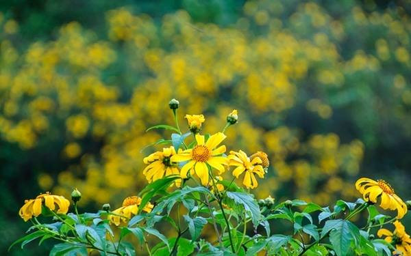 Những cung đường đầy hoa dã qùy sẽ là nơi lý tưởng để chụp ảnh cho các bạn gái.