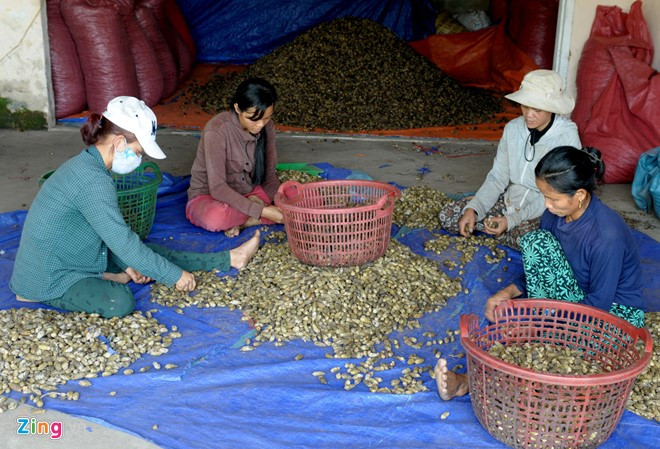 Phân loại cau sau khi được sấy khô, đóng gói để xuất khẩu sang Trung Quốc. Theo ông Đạo, 1.100 ha có thể đạt sản lượng 20.000 tấn cau trái. Nếu thu hoạch hợp lý, đúng độ tuổi, với giá 18.000 đồng mỗi kg như hiện nay thì người dân địa phương có thể thu về hàng chục tỷ đồng từ loại cây này.