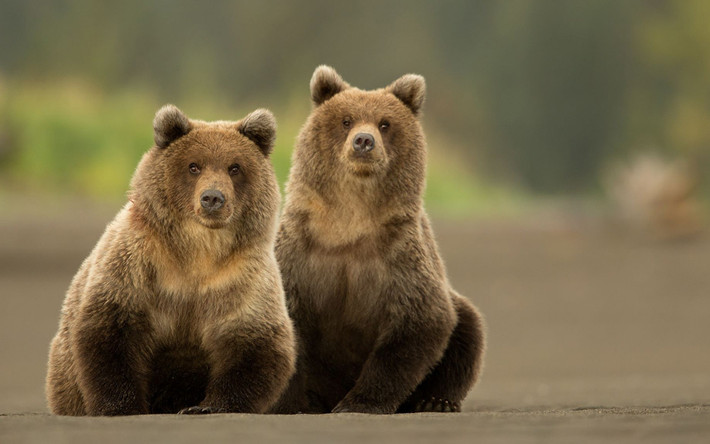 Gấu nâu ngồi nghỉ trong khi săn cá hồi ở Alaska.
