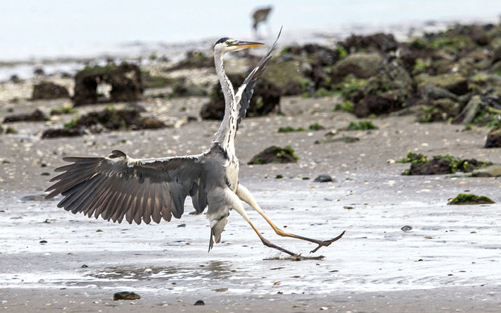 Chim diệc trượt chân ngã khi đáp xuống một bãi biển ở vịnh Walvis, Namibia.
