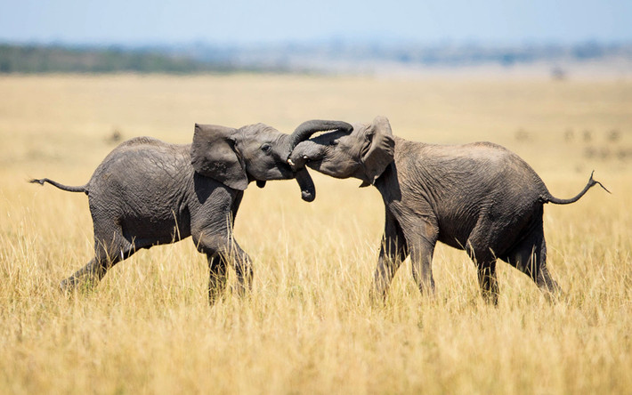 Cặp voi nhỏ cuốn vòi vào nhau trên đồng cỏ trong vườn quốc gia Masai Mara, Kenya.