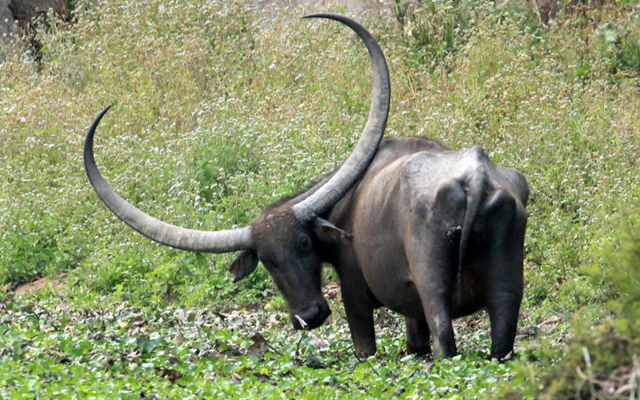 Trâu rừng có đôi sừng khổng lồ trong vườn quốc gia Kaziranga ở Assam, Ấn Độ. (Nguồn: Telegraph)